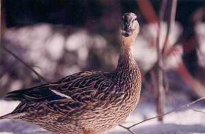 Colvert femelle