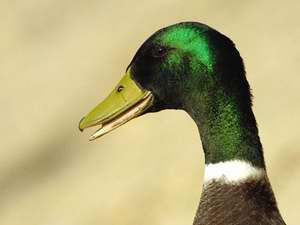 Tête colvert mâle