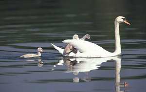 Cygne