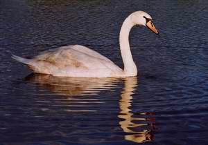 Cygne