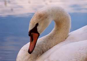 Cygne
