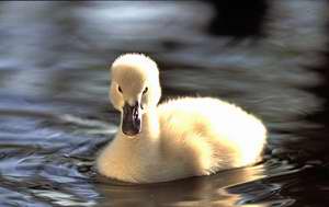 Bébé cygne