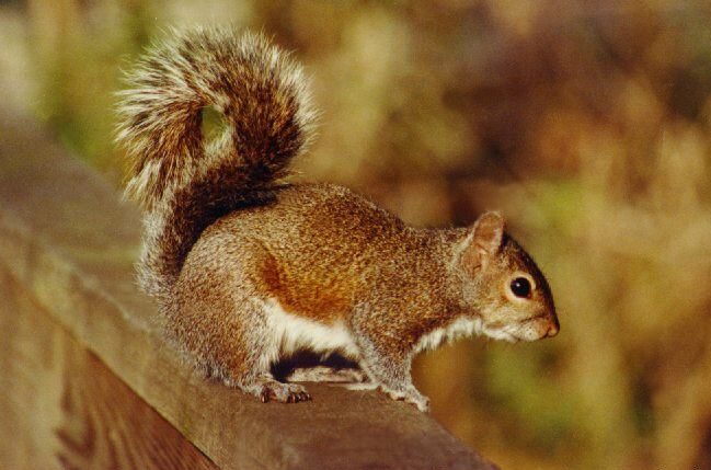 écureuil grimpe dans arbre pour atteindre son nid