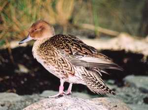 Canard pilet femelle