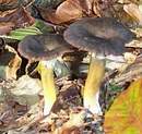 Chanterelle