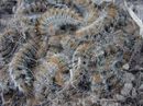 Chenille processionnaire