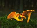 Girolle