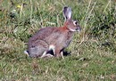 Lapin de garenne