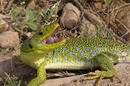 Lézard ocellé
