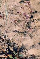 Limonium de Dodart