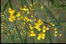 Mimosa des 4 saisons