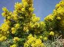 Mimosa d'hiver