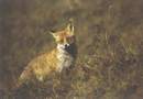 Renard