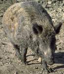 Sanglier