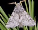 Chrysalide