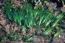Zostère marine (Zostera marina)